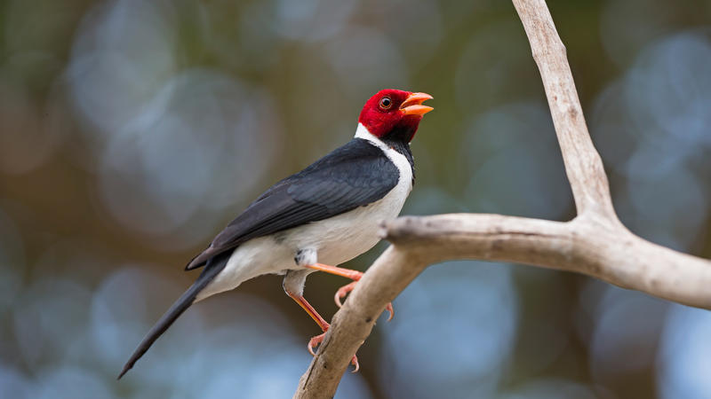 นกฟอพัสแปซิฟิก, ห่านอัพแลนด์, นกเพนกวินราชา, นกแว่นตาขาวสีทอง, นกหัวขวานหัวทอง, นกกระสาสามสี, นกแกนเน็ตถิ่นเหนือ, นกเขาเปล้าธรรมดา, นกพัฟฟินแอตแลนติก, นกซีดาร์แว็กซ์วิง, นกจับแมลงจุกดำ, นกจาบคาหัวสีส้ม, นกปากช้อน, นกกระยางหิมะ, นกโกลด์ฟินช์, คิลเดียร์, นกกระเต็นมาลาไคต์, เพนกวินมาเจลลัน, นกฮัมมิงเบิร์ดหางกว้าง, นกช้อนหอย, นกวัตซิน, นกฟลามิงโก, นกกระทุง, ปาล์ม ทานาเจอร์, โตโค ทูแคน, นกคาร์ดินัลปากเหลือง, นกกระเรียนกู่, นกบูบีตีนฟ้า, นกอีก๋อยตะวันตก, นกฮูกเบอร์โรวิง, นกกระยางแดง, นกคาร์ดินัล, นกหัวขวานโอ๊ก, นกแอ่นกินรัง, นกหงส์หยก, นกแร้งไก่งวง, นกกระจอกเทศ, นกปักษาสวรรค์สีน้ำเงิน, นกเป็ดน้ำอาร์เจนไตน์, เป็ดแมนดาริน