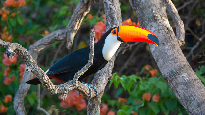 นกฟอพัสแปซิฟิก, ห่านอัพแลนด์, นกเพนกวินราชา, นกแว่นตาขาวสีทอง, นกหัวขวานหัวทอง, นกกระสาสามสี, นกแกนเน็ตถิ่นเหนือ, นกเขาเปล้าธรรมดา, นกพัฟฟินแอตแลนติก, นกซีดาร์แว็กซ์วิง, นกจับแมลงจุกดำ, นกจาบคาหัวสีส้ม, นกปากช้อน, นกกระยางหิมะ, นกโกลด์ฟินช์, คิลเดียร์, นกกระเต็นมาลาไคต์, เพนกวินมาเจลลัน, นกฮัมมิงเบิร์ดหางกว้าง, นกช้อนหอย, นกวัตซิน, นกฟลามิงโก, นกกระทุง, ปาล์ม ทานาเจอร์, โตโค ทูแคน, นกคาร์ดินัลปากเหลือง, นกกระเรียนกู่, นกบูบีตีนฟ้า, นกอีก๋อยตะวันตก, นกฮูกเบอร์โรวิง, นกกระยางแดง, นกคาร์ดินัล, นกหัวขวานโอ๊ก, นกแอ่นกินรัง, นกหงส์หยก, นกแร้งไก่งวง, นกกระจอกเทศ, นกปักษาสวรรค์สีน้ำเงิน, นกเป็ดน้ำอาร์เจนไตน์, เป็ดแมนดาริน