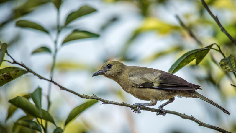 นกฟอพัสแปซิฟิก, ห่านอัพแลนด์, นกเพนกวินราชา, นกแว่นตาขาวสีทอง, นกหัวขวานหัวทอง, นกกระสาสามสี, นกแกนเน็ตถิ่นเหนือ, นกเขาเปล้าธรรมดา, นกพัฟฟินแอตแลนติก, นกซีดาร์แว็กซ์วิง, นกจับแมลงจุกดำ, นกจาบคาหัวสีส้ม, นกปากช้อน, นกกระยางหิมะ, นกโกลด์ฟินช์, คิลเดียร์, นกกระเต็นมาลาไคต์, เพนกวินมาเจลลัน, นกฮัมมิงเบิร์ดหางกว้าง, นกช้อนหอย, นกวัตซิน, นกฟลามิงโก, นกกระทุง, ปาล์ม ทานาเจอร์, โตโค ทูแคน, นกคาร์ดินัลปากเหลือง, นกกระเรียนกู่, นกบูบีตีนฟ้า, นกอีก๋อยตะวันตก, นกฮูกเบอร์โรวิง, นกกระยางแดง, นกคาร์ดินัล, นกหัวขวานโอ๊ก, นกแอ่นกินรัง, นกหงส์หยก, นกแร้งไก่งวง, นกกระจอกเทศ, นกปักษาสวรรค์สีน้ำเงิน, นกเป็ดน้ำอาร์เจนไตน์, เป็ดแมนดาริน