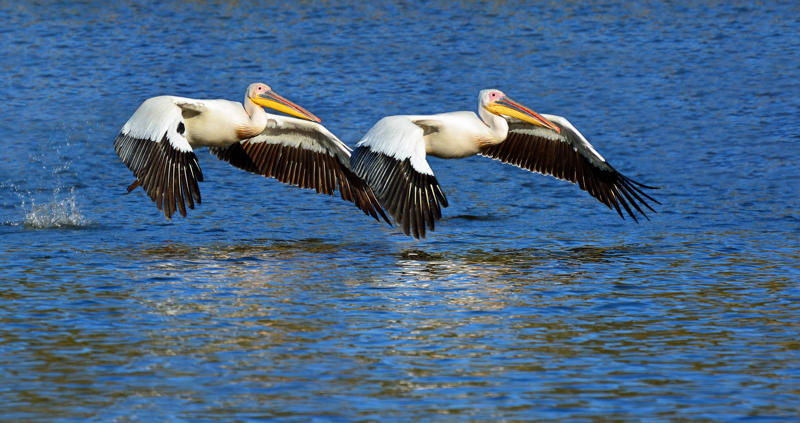 นกฟอพัสแปซิฟิก, ห่านอัพแลนด์, นกเพนกวินราชา, นกแว่นตาขาวสีทอง, นกหัวขวานหัวทอง, นกกระสาสามสี, นกแกนเน็ตถิ่นเหนือ, นกเขาเปล้าธรรมดา, นกพัฟฟินแอตแลนติก, นกซีดาร์แว็กซ์วิง, นกจับแมลงจุกดำ, นกจาบคาหัวสีส้ม, นกปากช้อน, นกกระยางหิมะ, นกโกลด์ฟินช์, คิลเดียร์, นกกระเต็นมาลาไคต์, เพนกวินมาเจลลัน, นกฮัมมิงเบิร์ดหางกว้าง, นกช้อนหอย, นกวัตซิน, นกฟลามิงโก, นกกระทุง, ปาล์ม ทานาเจอร์, โตโค ทูแคน, นกคาร์ดินัลปากเหลือง, นกกระเรียนกู่, นกบูบีตีนฟ้า, นกอีก๋อยตะวันตก, นกฮูกเบอร์โรวิง, นกกระยางแดง, นกคาร์ดินัล, นกหัวขวานโอ๊ก, นกแอ่นกินรัง, นกหงส์หยก, นกแร้งไก่งวง, นกกระจอกเทศ, นกปักษาสวรรค์สีน้ำเงิน, นกเป็ดน้ำอาร์เจนไตน์, เป็ดแมนดาริน