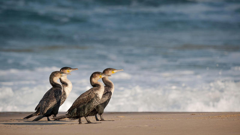 นกฟอพัสแปซิฟิก, ห่านอัพแลนด์, นกเพนกวินราชา, นกแว่นตาขาวสีทอง, นกหัวขวานหัวทอง, นกกระสาสามสี, นกแกนเน็ตถิ่นเหนือ, นกเขาเปล้าธรรมดา, นกพัฟฟินแอตแลนติก, นกซีดาร์แว็กซ์วิง, นกจับแมลงจุกดำ, นกจาบคาหัวสีส้ม, นกปากช้อน, นกกระยางหิมะ, นกโกลด์ฟินช์, คิลเดียร์, นกกระเต็นมาลาไคต์, เพนกวินมาเจลลัน, นกฮัมมิงเบิร์ดหางกว้าง, นกช้อนหอย, นกวัตซิน, นกฟลามิงโก, นกกระทุง, ปาล์ม ทานาเจอร์, โตโค ทูแคน, นกคาร์ดินัลปากเหลือง, นกกระเรียนกู่, นกบูบีตีนฟ้า, นกอีก๋อยตะวันตก, นกฮูกเบอร์โรวิง, นกกระยางแดง, นกคาร์ดินัล, นกหัวขวานโอ๊ก, นกแอ่นกินรัง, นกหงส์หยก, นกแร้งไก่งวง, นกกระจอกเทศ, นกปักษาสวรรค์สีน้ำเงิน, นกเป็ดน้ำอาร์เจนไตน์, เป็ดแมนดาริน