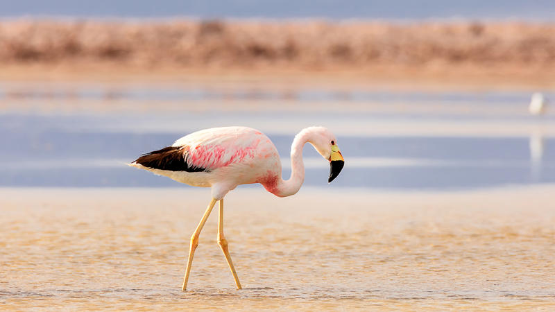 นกฟอพัสแปซิฟิก, ห่านอัพแลนด์, นกเพนกวินราชา, นกแว่นตาขาวสีทอง, นกหัวขวานหัวทอง, นกกระสาสามสี, นกแกนเน็ตถิ่นเหนือ, นกเขาเปล้าธรรมดา, นกพัฟฟินแอตแลนติก, นกซีดาร์แว็กซ์วิง, นกจับแมลงจุกดำ, นกจาบคาหัวสีส้ม, นกปากช้อน, นกกระยางหิมะ, นกโกลด์ฟินช์, คิลเดียร์, นกกระเต็นมาลาไคต์, เพนกวินมาเจลลัน, นกฮัมมิงเบิร์ดหางกว้าง, นกช้อนหอย, นกวัตซิน, นกฟลามิงโก, นกกระทุง, ปาล์ม ทานาเจอร์, โตโค ทูแคน, นกคาร์ดินัลปากเหลือง, นกกระเรียนกู่, นกบูบีตีนฟ้า, นกอีก๋อยตะวันตก, นกฮูกเบอร์โรวิง, นกกระยางแดง, นกคาร์ดินัล, นกหัวขวานโอ๊ก, นกแอ่นกินรัง, นกหงส์หยก, นกแร้งไก่งวง, นกกระจอกเทศ, นกปักษาสวรรค์สีน้ำเงิน, นกเป็ดน้ำอาร์เจนไตน์, เป็ดแมนดาริน