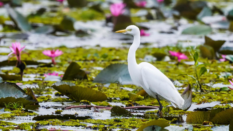 นกฟอพัสแปซิฟิก, ห่านอัพแลนด์, นกเพนกวินราชา, นกแว่นตาขาวสีทอง, นกหัวขวานหัวทอง, นกกระสาสามสี, นกแกนเน็ตถิ่นเหนือ, นกเขาเปล้าธรรมดา, นกพัฟฟินแอตแลนติก, นกซีดาร์แว็กซ์วิง, นกจับแมลงจุกดำ, นกจาบคาหัวสีส้ม, นกปากช้อน, นกกระยางหิมะ, นกโกลด์ฟินช์, คิลเดียร์, นกกระเต็นมาลาไคต์, เพนกวินมาเจลลัน, นกฮัมมิงเบิร์ดหางกว้าง, นกช้อนหอย, นกวัตซิน, นกฟลามิงโก, นกกระทุง, ปาล์ม ทานาเจอร์, โตโค ทูแคน, นกคาร์ดินัลปากเหลือง, นกกระเรียนกู่, นกบูบีตีนฟ้า, นกอีก๋อยตะวันตก, นกฮูกเบอร์โรวิง, นกกระยางแดง, นกคาร์ดินัล, นกหัวขวานโอ๊ก, นกแอ่นกินรัง, นกหงส์หยก, นกแร้งไก่งวง, นกกระจอกเทศ, นกปักษาสวรรค์สีน้ำเงิน, นกเป็ดน้ำอาร์เจนไตน์, เป็ดแมนดาริน