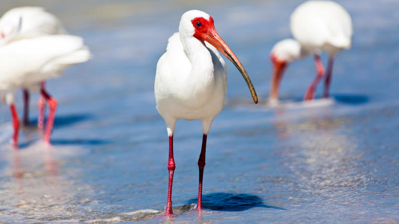 นกฟอพัสแปซิฟิก, ห่านอัพแลนด์, นกเพนกวินราชา, นกแว่นตาขาวสีทอง, นกหัวขวานหัวทอง, นกกระสาสามสี, นกแกนเน็ตถิ่นเหนือ, นกเขาเปล้าธรรมดา, นกพัฟฟินแอตแลนติก, นกซีดาร์แว็กซ์วิง, นกจับแมลงจุกดำ, นกจาบคาหัวสีส้ม, นกปากช้อน, นกกระยางหิมะ, นกโกลด์ฟินช์, คิลเดียร์, นกกระเต็นมาลาไคต์, เพนกวินมาเจลลัน, นกฮัมมิงเบิร์ดหางกว้าง, นกช้อนหอย, นกวัตซิน, นกฟลามิงโก, นกกระทุง, ปาล์ม ทานาเจอร์, โตโค ทูแคน, นกคาร์ดินัลปากเหลือง, นกกระเรียนกู่, นกบูบีตีนฟ้า, นกอีก๋อยตะวันตก, นกฮูกเบอร์โรวิง, นกกระยางแดง, นกคาร์ดินัล, นกหัวขวานโอ๊ก, นกแอ่นกินรัง, นกหงส์หยก, นกแร้งไก่งวง, นกกระจอกเทศ, นกปักษาสวรรค์สีน้ำเงิน, นกเป็ดน้ำอาร์เจนไตน์, เป็ดแมนดาริน