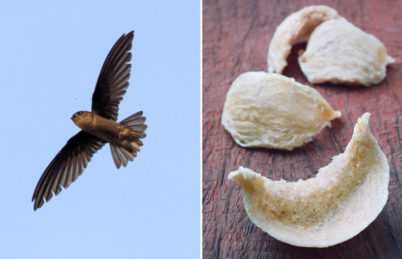 นกฟอพัสแปซิฟิก, ห่านอัพแลนด์, นกเพนกวินราชา, นกแว่นตาขาวสีทอง, นกหัวขวานหัวทอง, นกกระสาสามสี, นกแกนเน็ตถิ่นเหนือ, นกเขาเปล้าธรรมดา, นกพัฟฟินแอตแลนติก, นกซีดาร์แว็กซ์วิง, นกจับแมลงจุกดำ, นกจาบคาหัวสีส้ม, นกปากช้อน, นกกระยางหิมะ, นกโกลด์ฟินช์, คิลเดียร์, นกกระเต็นมาลาไคต์, เพนกวินมาเจลลัน, นกฮัมมิงเบิร์ดหางกว้าง, นกช้อนหอย, นกวัตซิน, นกฟลามิงโก, นกกระทุง, ปาล์ม ทานาเจอร์, โตโค ทูแคน, นกคาร์ดินัลปากเหลือง, นกกระเรียนกู่, นกบูบีตีนฟ้า, นกอีก๋อยตะวันตก, นกฮูกเบอร์โรวิง, นกกระยางแดง, นกคาร์ดินัล, นกหัวขวานโอ๊ก, นกแอ่นกินรัง, นกหงส์หยก, นกแร้งไก่งวง, นกกระจอกเทศ, นกปักษาสวรรค์สีน้ำเงิน, นกเป็ดน้ำอาร์เจนไตน์, เป็ดแมนดาริน