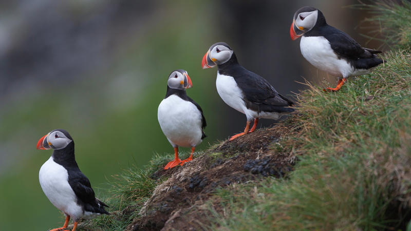 นกฟอพัสแปซิฟิก, ห่านอัพแลนด์, นกเพนกวินราชา, นกแว่นตาขาวสีทอง, นกหัวขวานหัวทอง, นกกระสาสามสี, นกแกนเน็ตถิ่นเหนือ, นกเขาเปล้าธรรมดา, นกพัฟฟินแอตแลนติก, นกซีดาร์แว็กซ์วิง, นกจับแมลงจุกดำ, นกจาบคาหัวสีส้ม, นกปากช้อน, นกกระยางหิมะ, นกโกลด์ฟินช์, คิลเดียร์, นกกระเต็นมาลาไคต์, เพนกวินมาเจลลัน, นกฮัมมิงเบิร์ดหางกว้าง, นกช้อนหอย, นกวัตซิน, นกฟลามิงโก, นกกระทุง, ปาล์ม ทานาเจอร์, โตโค ทูแคน, นกคาร์ดินัลปากเหลือง, นกกระเรียนกู่, นกบูบีตีนฟ้า, นกอีก๋อยตะวันตก, นกฮูกเบอร์โรวิง, นกกระยางแดง, นกคาร์ดินัล, นกหัวขวานโอ๊ก, นกแอ่นกินรัง, นกหงส์หยก, นกแร้งไก่งวง, นกกระจอกเทศ, นกปักษาสวรรค์สีน้ำเงิน, นกเป็ดน้ำอาร์เจนไตน์, เป็ดแมนดาริน