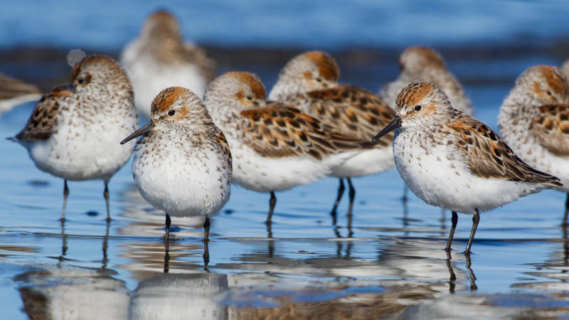 นกฟอพัสแปซิฟิก, ห่านอัพแลนด์, นกเพนกวินราชา, นกแว่นตาขาวสีทอง, นกหัวขวานหัวทอง, นกกระสาสามสี, นกแกนเน็ตถิ่นเหนือ, นกเขาเปล้าธรรมดา, นกพัฟฟินแอตแลนติก, นกซีดาร์แว็กซ์วิง, นกจับแมลงจุกดำ, นกจาบคาหัวสีส้ม, นกปากช้อน, นกกระยางหิมะ, นกโกลด์ฟินช์, คิลเดียร์, นกกระเต็นมาลาไคต์, เพนกวินมาเจลลัน, นกฮัมมิงเบิร์ดหางกว้าง, นกช้อนหอย, นกวัตซิน, นกฟลามิงโก, นกกระทุง, ปาล์ม ทานาเจอร์, โตโค ทูแคน, นกคาร์ดินัลปากเหลือง, นกกระเรียนกู่, นกบูบีตีนฟ้า, นกอีก๋อยตะวันตก, นกฮูกเบอร์โรวิง, นกกระยางแดง, นกคาร์ดินัล, นกหัวขวานโอ๊ก, นกแอ่นกินรัง, นกหงส์หยก, นกแร้งไก่งวง, นกกระจอกเทศ, นกปักษาสวรรค์สีน้ำเงิน, นกเป็ดน้ำอาร์เจนไตน์, เป็ดแมนดาริน