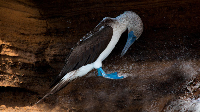 นกฟอพัสแปซิฟิก, ห่านอัพแลนด์, นกเพนกวินราชา, นกแว่นตาขาวสีทอง, นกหัวขวานหัวทอง, นกกระสาสามสี, นกแกนเน็ตถิ่นเหนือ, นกเขาเปล้าธรรมดา, นกพัฟฟินแอตแลนติก, นกซีดาร์แว็กซ์วิง, นกจับแมลงจุกดำ, นกจาบคาหัวสีส้ม, นกปากช้อน, นกกระยางหิมะ, นกโกลด์ฟินช์, คิลเดียร์, นกกระเต็นมาลาไคต์, เพนกวินมาเจลลัน, นกฮัมมิงเบิร์ดหางกว้าง, นกช้อนหอย, นกวัตซิน, นกฟลามิงโก, นกกระทุง, ปาล์ม ทานาเจอร์, โตโค ทูแคน, นกคาร์ดินัลปากเหลือง, นกกระเรียนกู่, นกบูบีตีนฟ้า, นกอีก๋อยตะวันตก, นกฮูกเบอร์โรวิง, นกกระยางแดง, นกคาร์ดินัล, นกหัวขวานโอ๊ก, นกแอ่นกินรัง, นกหงส์หยก, นกแร้งไก่งวง, นกกระจอกเทศ, นกปักษาสวรรค์สีน้ำเงิน, นกเป็ดน้ำอาร์เจนไตน์, เป็ดแมนดาริน