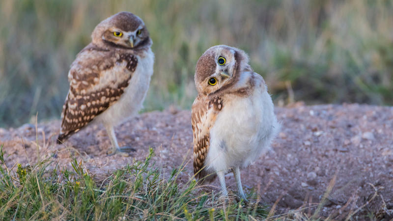 นกฟอพัสแปซิฟิก, ห่านอัพแลนด์, นกเพนกวินราชา, นกแว่นตาขาวสีทอง, นกหัวขวานหัวทอง, นกกระสาสามสี, นกแกนเน็ตถิ่นเหนือ, นกเขาเปล้าธรรมดา, นกพัฟฟินแอตแลนติก, นกซีดาร์แว็กซ์วิง, นกจับแมลงจุกดำ, นกจาบคาหัวสีส้ม, นกปากช้อน, นกกระยางหิมะ, นกโกลด์ฟินช์, คิลเดียร์, นกกระเต็นมาลาไคต์, เพนกวินมาเจลลัน, นกฮัมมิงเบิร์ดหางกว้าง, นกช้อนหอย, นกวัตซิน, นกฟลามิงโก, นกกระทุง, ปาล์ม ทานาเจอร์, โตโค ทูแคน, นกคาร์ดินัลปากเหลือง, นกกระเรียนกู่, นกบูบีตีนฟ้า, นกอีก๋อยตะวันตก, นกฮูกเบอร์โรวิง, นกกระยางแดง, นกคาร์ดินัล, นกหัวขวานโอ๊ก, นกแอ่นกินรัง, นกหงส์หยก, นกแร้งไก่งวง, นกกระจอกเทศ, นกปักษาสวรรค์สีน้ำเงิน, นกเป็ดน้ำอาร์เจนไตน์, เป็ดแมนดาริน