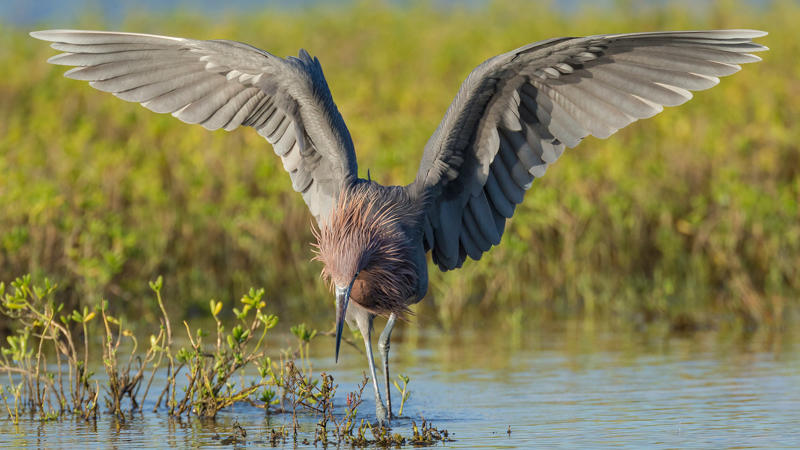 นกฟอพัสแปซิฟิก, ห่านอัพแลนด์, นกเพนกวินราชา, นกแว่นตาขาวสีทอง, นกหัวขวานหัวทอง, นกกระสาสามสี, นกแกนเน็ตถิ่นเหนือ, นกเขาเปล้าธรรมดา, นกพัฟฟินแอตแลนติก, นกซีดาร์แว็กซ์วิง, นกจับแมลงจุกดำ, นกจาบคาหัวสีส้ม, นกปากช้อน, นกกระยางหิมะ, นกโกลด์ฟินช์, คิลเดียร์, นกกระเต็นมาลาไคต์, เพนกวินมาเจลลัน, นกฮัมมิงเบิร์ดหางกว้าง, นกช้อนหอย, นกวัตซิน, นกฟลามิงโก, นกกระทุง, ปาล์ม ทานาเจอร์, โตโค ทูแคน, นกคาร์ดินัลปากเหลือง, นกกระเรียนกู่, นกบูบีตีนฟ้า, นกอีก๋อยตะวันตก, นกฮูกเบอร์โรวิง, นกกระยางแดง, นกคาร์ดินัล, นกหัวขวานโอ๊ก, นกแอ่นกินรัง, นกหงส์หยก, นกแร้งไก่งวง, นกกระจอกเทศ, นกปักษาสวรรค์สีน้ำเงิน, นกเป็ดน้ำอาร์เจนไตน์, เป็ดแมนดาริน