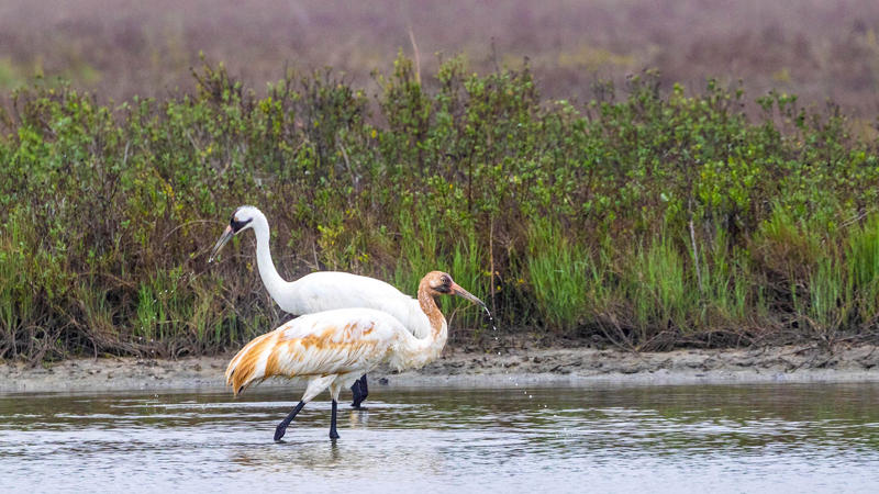 นกฟอพัสแปซิฟิก, ห่านอัพแลนด์, นกเพนกวินราชา, นกแว่นตาขาวสีทอง, นกหัวขวานหัวทอง, นกกระสาสามสี, นกแกนเน็ตถิ่นเหนือ, นกเขาเปล้าธรรมดา, นกพัฟฟินแอตแลนติก, นกซีดาร์แว็กซ์วิง, นกจับแมลงจุกดำ, นกจาบคาหัวสีส้ม, นกปากช้อน, นกกระยางหิมะ, นกโกลด์ฟินช์, คิลเดียร์, นกกระเต็นมาลาไคต์, เพนกวินมาเจลลัน, นกฮัมมิงเบิร์ดหางกว้าง, นกช้อนหอย, นกวัตซิน, นกฟลามิงโก, นกกระทุง, ปาล์ม ทานาเจอร์, โตโค ทูแคน, นกคาร์ดินัลปากเหลือง, นกกระเรียนกู่, นกบูบีตีนฟ้า, นกอีก๋อยตะวันตก, นกฮูกเบอร์โรวิง, นกกระยางแดง, นกคาร์ดินัล, นกหัวขวานโอ๊ก, นกแอ่นกินรัง, นกหงส์หยก, นกแร้งไก่งวง, นกกระจอกเทศ, นกปักษาสวรรค์สีน้ำเงิน, นกเป็ดน้ำอาร์เจนไตน์, เป็ดแมนดาริน