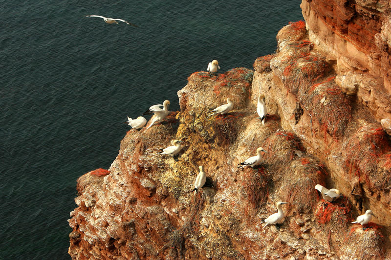 นกฟอพัสแปซิฟิก, ห่านอัพแลนด์, นกเพนกวินราชา, นกแว่นตาขาวสีทอง, นกหัวขวานหัวทอง, นกกระสาสามสี, นกแกนเน็ตถิ่นเหนือ, นกเขาเปล้าธรรมดา, นกพัฟฟินแอตแลนติก, นกซีดาร์แว็กซ์วิง, นกจับแมลงจุกดำ, นกจาบคาหัวสีส้ม, นกปากช้อน, นกกระยางหิมะ, นกโกลด์ฟินช์, คิลเดียร์, นกกระเต็นมาลาไคต์, เพนกวินมาเจลลัน, นกฮัมมิงเบิร์ดหางกว้าง, นกช้อนหอย, นกวัตซิน, นกฟลามิงโก, นกกระทุง, ปาล์ม ทานาเจอร์, โตโค ทูแคน, นกคาร์ดินัลปากเหลือง, นกกระเรียนกู่, นกบูบีตีนฟ้า, นกอีก๋อยตะวันตก, นกฮูกเบอร์โรวิง, นกกระยางแดง, นกคาร์ดินัล, นกหัวขวานโอ๊ก, นกแอ่นกินรัง, นกหงส์หยก, นกแร้งไก่งวง, นกกระจอกเทศ, นกปักษาสวรรค์สีน้ำเงิน, นกเป็ดน้ำอาร์เจนไตน์, เป็ดแมนดาริน