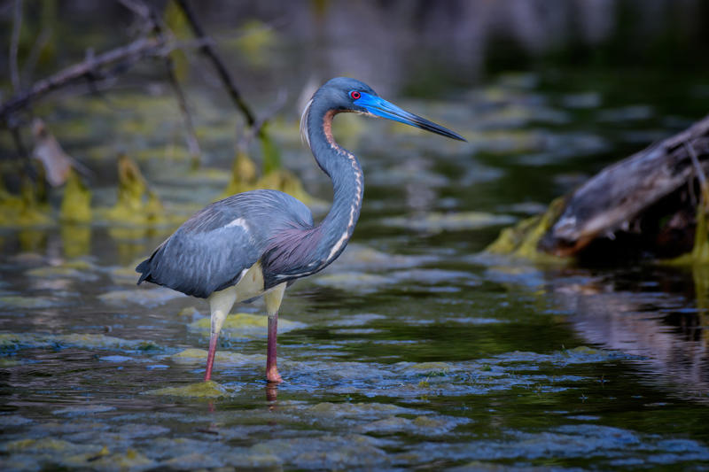 นกฟอพัสแปซิฟิก, ห่านอัพแลนด์, นกเพนกวินราชา, นกแว่นตาขาวสีทอง, นกหัวขวานหัวทอง, นกกระสาสามสี, นกแกนเน็ตถิ่นเหนือ, นกเขาเปล้าธรรมดา, นกพัฟฟินแอตแลนติก, นกซีดาร์แว็กซ์วิง, นกจับแมลงจุกดำ, นกจาบคาหัวสีส้ม, นกปากช้อน, นกกระยางหิมะ, นกโกลด์ฟินช์, คิลเดียร์, นกกระเต็นมาลาไคต์, เพนกวินมาเจลลัน, นกฮัมมิงเบิร์ดหางกว้าง, นกช้อนหอย, นกวัตซิน, นกฟลามิงโก, นกกระทุง, ปาล์ม ทานาเจอร์, โตโค ทูแคน, นกคาร์ดินัลปากเหลือง, นกกระเรียนกู่, นกบูบีตีนฟ้า, นกอีก๋อยตะวันตก, นกฮูกเบอร์โรวิง, นกกระยางแดง, นกคาร์ดินัล, นกหัวขวานโอ๊ก, นกแอ่นกินรัง, นกหงส์หยก, นกแร้งไก่งวง, นกกระจอกเทศ, นกปักษาสวรรค์สีน้ำเงิน, นกเป็ดน้ำอาร์เจนไตน์, เป็ดแมนดาริน