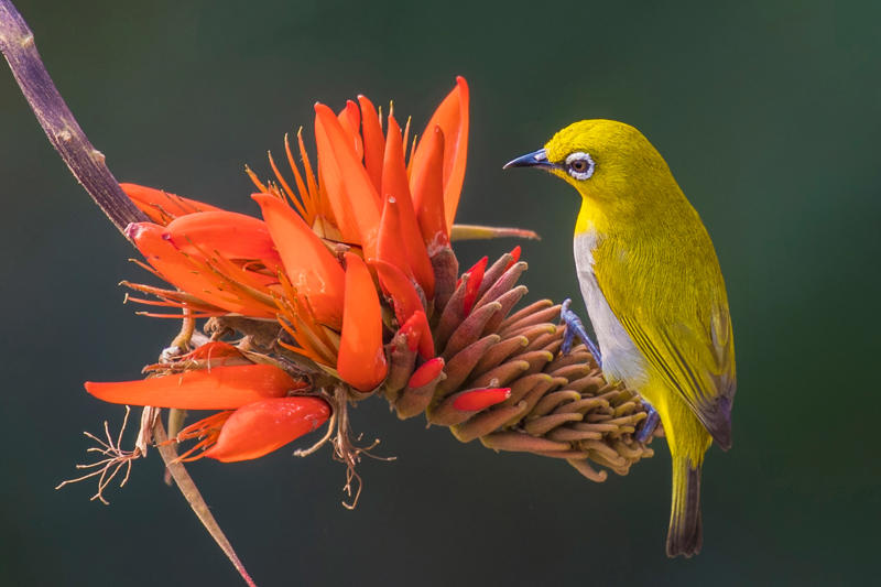 นกฟอพัสแปซิฟิก, ห่านอัพแลนด์, นกเพนกวินราชา, นกแว่นตาขาวสีทอง, นกหัวขวานหัวทอง, นกกระสาสามสี, นกแกนเน็ตถิ่นเหนือ, นกเขาเปล้าธรรมดา, นกพัฟฟินแอตแลนติก, นกซีดาร์แว็กซ์วิง, นกจับแมลงจุกดำ, นกจาบคาหัวสีส้ม, นกปากช้อน, นกกระยางหิมะ, นกโกลด์ฟินช์, คิลเดียร์, นกกระเต็นมาลาไคต์, เพนกวินมาเจลลัน, นกฮัมมิงเบิร์ดหางกว้าง, นกช้อนหอย, นกวัตซิน, นกฟลามิงโก, นกกระทุง, ปาล์ม ทานาเจอร์, โตโค ทูแคน, นกคาร์ดินัลปากเหลือง, นกกระเรียนกู่, นกบูบีตีนฟ้า, นกอีก๋อยตะวันตก, นกฮูกเบอร์โรวิง, นกกระยางแดง, นกคาร์ดินัล, นกหัวขวานโอ๊ก, นกแอ่นกินรัง, นกหงส์หยก, นกแร้งไก่งวง, นกกระจอกเทศ, นกปักษาสวรรค์สีน้ำเงิน, นกเป็ดน้ำอาร์เจนไตน์, เป็ดแมนดาริน