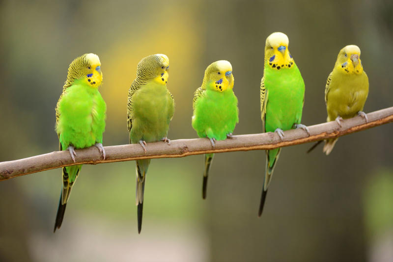 นกฟอพัสแปซิฟิก, ห่านอัพแลนด์, นกเพนกวินราชา, นกแว่นตาขาวสีทอง, นกหัวขวานหัวทอง, นกกระสาสามสี, นกแกนเน็ตถิ่นเหนือ, นกเขาเปล้าธรรมดา, นกพัฟฟินแอตแลนติก, นกซีดาร์แว็กซ์วิง, นกจับแมลงจุกดำ, นกจาบคาหัวสีส้ม, นกปากช้อน, นกกระยางหิมะ, นกโกลด์ฟินช์, คิลเดียร์, นกกระเต็นมาลาไคต์, เพนกวินมาเจลลัน, นกฮัมมิงเบิร์ดหางกว้าง, นกช้อนหอย, นกวัตซิน, นกฟลามิงโก, นกกระทุง, ปาล์ม ทานาเจอร์, โตโค ทูแคน, นกคาร์ดินัลปากเหลือง, นกกระเรียนกู่, นกบูบีตีนฟ้า, นกอีก๋อยตะวันตก, นกฮูกเบอร์โรวิง, นกกระยางแดง, นกคาร์ดินัล, นกหัวขวานโอ๊ก, นกแอ่นกินรัง, นกหงส์หยก, นกแร้งไก่งวง, นกกระจอกเทศ, นกปักษาสวรรค์สีน้ำเงิน, นกเป็ดน้ำอาร์เจนไตน์, เป็ดแมนดาริน