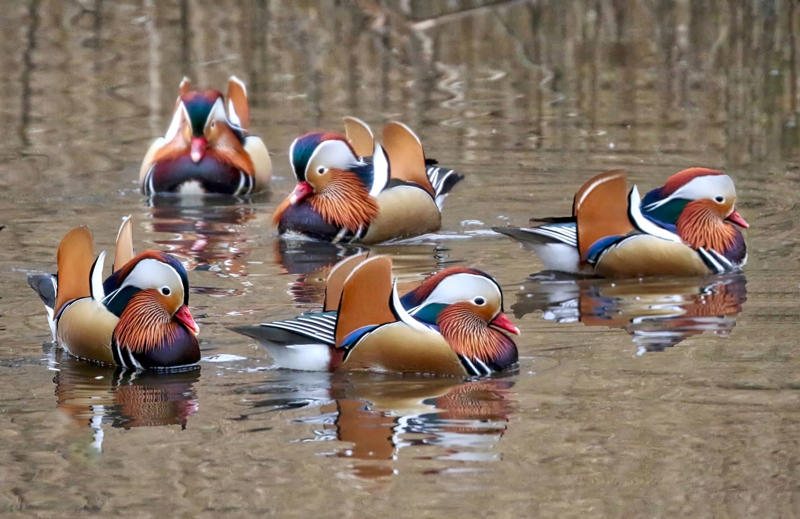นกฟอพัสแปซิฟิก, ห่านอัพแลนด์, นกเพนกวินราชา, นกแว่นตาขาวสีทอง, นกหัวขวานหัวทอง, นกกระสาสามสี, นกแกนเน็ตถิ่นเหนือ, นกเขาเปล้าธรรมดา, นกพัฟฟินแอตแลนติก, นกซีดาร์แว็กซ์วิง, นกจับแมลงจุกดำ, นกจาบคาหัวสีส้ม, นกปากช้อน, นกกระยางหิมะ, นกโกลด์ฟินช์, คิลเดียร์, นกกระเต็นมาลาไคต์, เพนกวินมาเจลลัน, นกฮัมมิงเบิร์ดหางกว้าง, นกช้อนหอย, นกวัตซิน, นกฟลามิงโก, นกกระทุง, ปาล์ม ทานาเจอร์, โตโค ทูแคน, นกคาร์ดินัลปากเหลือง, นกกระเรียนกู่, นกบูบีตีนฟ้า, นกอีก๋อยตะวันตก, นกฮูกเบอร์โรวิง, นกกระยางแดง, นกคาร์ดินัล, นกหัวขวานโอ๊ก, นกแอ่นกินรัง, นกหงส์หยก, นกแร้งไก่งวง, นกกระจอกเทศ, นกปักษาสวรรค์สีน้ำเงิน, นกเป็ดน้ำอาร์เจนไตน์, เป็ดแมนดาริน