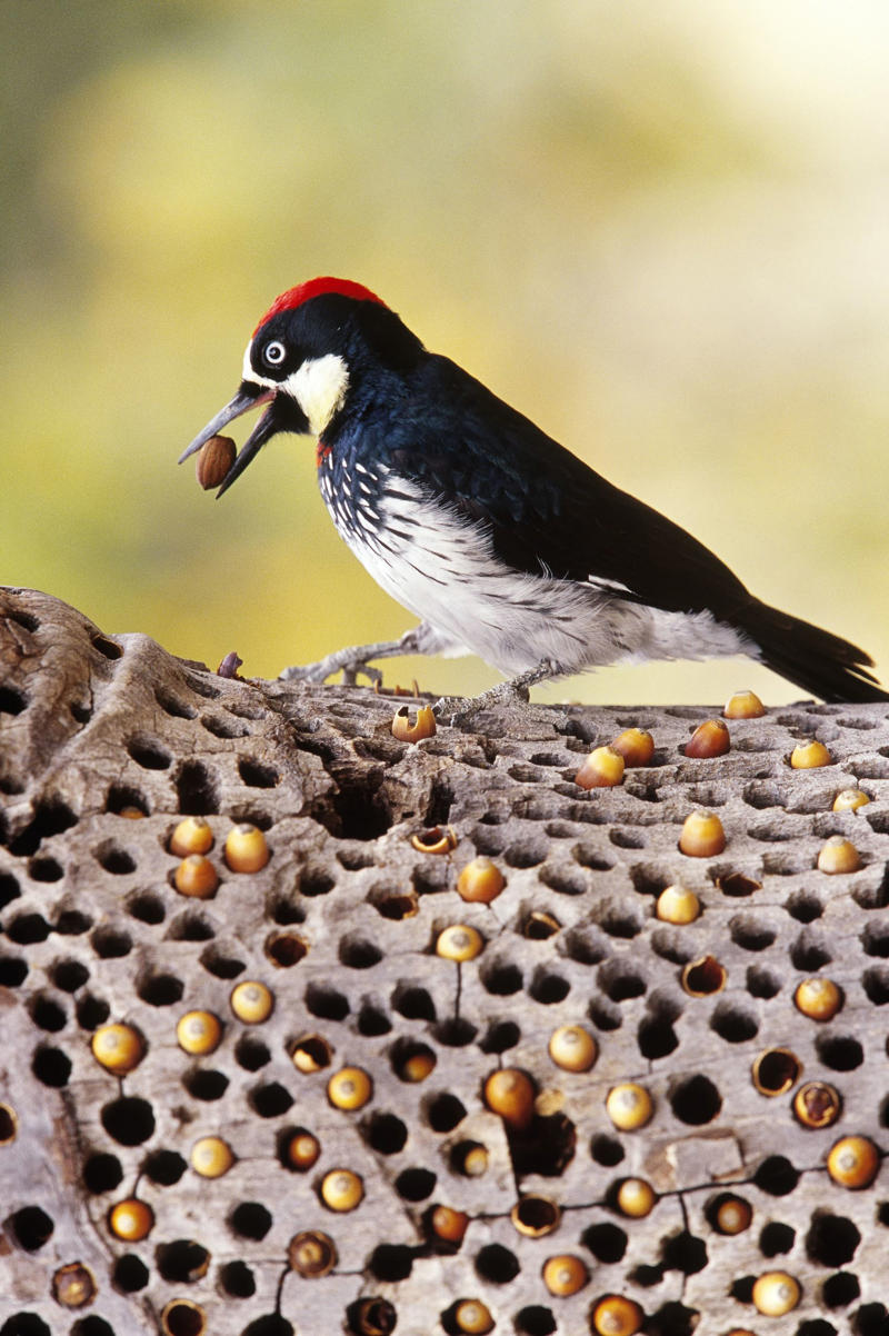 นกฟอพัสแปซิฟิก, ห่านอัพแลนด์, นกเพนกวินราชา, นกแว่นตาขาวสีทอง, นกหัวขวานหัวทอง, นกกระสาสามสี, นกแกนเน็ตถิ่นเหนือ, นกเขาเปล้าธรรมดา, นกพัฟฟินแอตแลนติก, นกซีดาร์แว็กซ์วิง, นกจับแมลงจุกดำ, นกจาบคาหัวสีส้ม, นกปากช้อน, นกกระยางหิมะ, นกโกลด์ฟินช์, คิลเดียร์, นกกระเต็นมาลาไคต์, เพนกวินมาเจลลัน, นกฮัมมิงเบิร์ดหางกว้าง, นกช้อนหอย, นกวัตซิน, นกฟลามิงโก, นกกระทุง, ปาล์ม ทานาเจอร์, โตโค ทูแคน, นกคาร์ดินัลปากเหลือง, นกกระเรียนกู่, นกบูบีตีนฟ้า, นกอีก๋อยตะวันตก, นกฮูกเบอร์โรวิง, นกกระยางแดง, นกคาร์ดินัล, นกหัวขวานโอ๊ก, นกแอ่นกินรัง, นกหงส์หยก, นกแร้งไก่งวง, นกกระจอกเทศ, นกปักษาสวรรค์สีน้ำเงิน, นกเป็ดน้ำอาร์เจนไตน์, เป็ดแมนดาริน