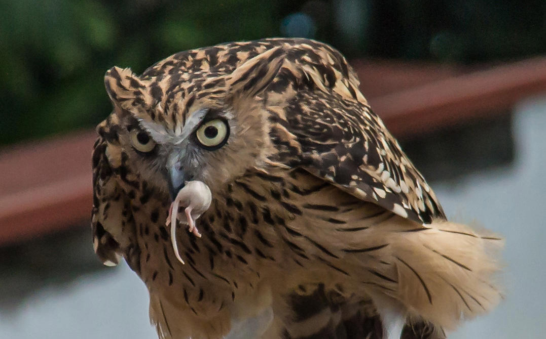 นกฟอพัสแปซิฟิก, ห่านอัพแลนด์, นกเพนกวินราชา, นกแว่นตาขาวสีทอง, นกหัวขวานหัวทอง, นกกระสาสามสี, นกแกนเน็ตถิ่นเหนือ, นกเขาเปล้าธรรมดา, นกพัฟฟินแอตแลนติก, นกซีดาร์แว็กซ์วิง, นกจับแมลงจุกดำ, นกจาบคาหัวสีส้ม, นกปากช้อน, นกกระยางหิมะ, นกโกลด์ฟินช์, คิลเดียร์, นกกระเต็นมาลาไคต์, เพนกวินมาเจลลัน, นกฮัมมิงเบิร์ดหางกว้าง, นกช้อนหอย, นกวัตซิน, นกฟลามิงโก, นกกระทุง, ปาล์ม ทานาเจอร์, โตโค ทูแคน, นกคาร์ดินัลปากเหลือง, นกกระเรียนกู่, นกบูบีตีนฟ้า, นกอีก๋อยตะวันตก, นกฮูกเบอร์โรวิง, นกกระยางแดง, นกคาร์ดินัล, นกหัวขวานโอ๊ก, นกแอ่นกินรัง, นกหงส์หยก, นกแร้งไก่งวง, นกกระจอกเทศ, นกปักษาสวรรค์สีน้ำเงิน, นกเป็ดน้ำอาร์เจนไตน์, เป็ดแมนดาริน