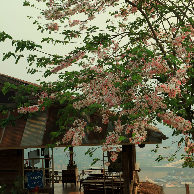 top 14+ คาเฟ่น่าน 2567 คาเฟ่น่านในเมือง คาเฟ่น่านถ่ายรูปสวย บรรยากาศดีมาก