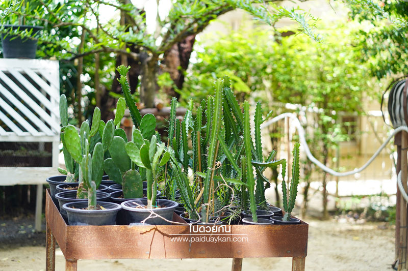 สถานที่ท่องเที่ยวปทุมธานี, คาเฟ่ปทุมธานี, ร้านกาแฟปทุมธานี, prem cafe in the garden, ร้านกาแฟในสวนปทุมธานี, ร้านกาแฟริมน้ำปทุมธานี, prem cafe in the garden คาเฟ่ในสวนสุดว้าว ปทุมธานี