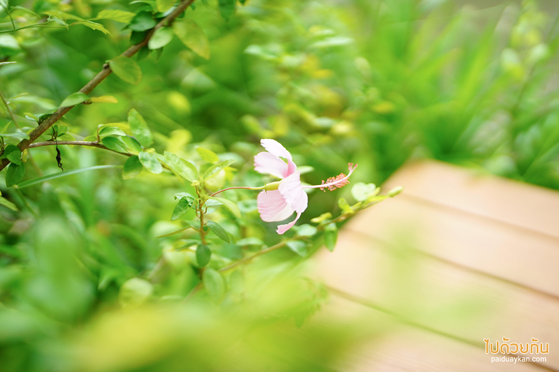 ดูคลองคาเฟ่, คาเฟ่องค์รักษ์, คาเฟ่นครนายก, ร้านอาหารนครนายก, ดูคลองคาเฟ่ นครนายก คาเฟ่น่ารัก สุดฟินริมคลอง