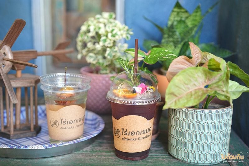 คาเฟ่เชียงใหม่, เที่ยวขุนแปะ, ไร่เอกเขนก, ไร่เอกเขนก เชียงใหม่ ร้านกาแฟโฮมมี่ เหมือนมาบ้านเพื่อน