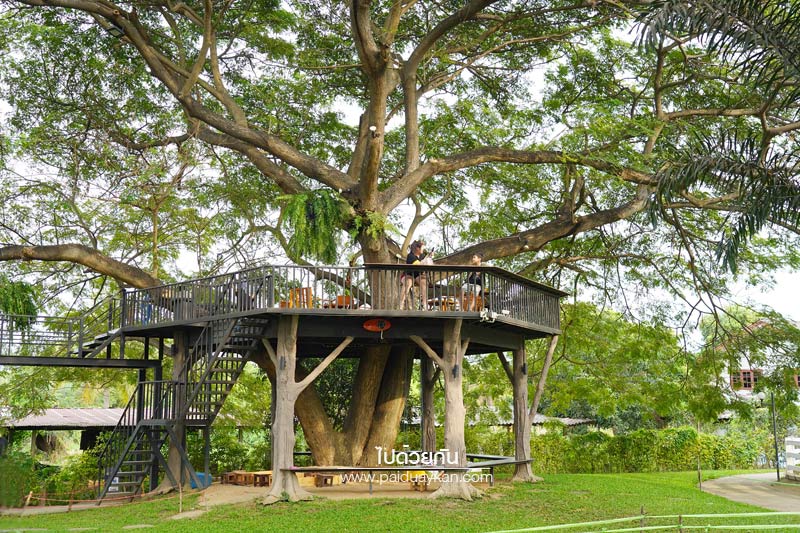 ชัยนาท, เที่ยวชัยนาท, ร้านอาหารชัยนาท, คลาสสิคคาร์ คาราวาน ชัยนาท, classiccar caravan ชัยนาท, คาเฟ่ชัยนาท, คลาสสิคคาร์ คาราวาน คาเฟ่ ชัยนาท