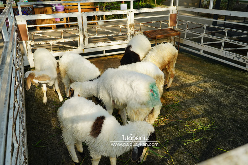 ชัยนาท, เที่ยวชัยนาท, ร้านอาหารชัยนาท, คลาสสิคคาร์ คาราวาน ชัยนาท, classiccar caravan ชัยนาท, คาเฟ่ชัยนาท, คลาสสิคคาร์ คาราวาน คาเฟ่ ชัยนาท