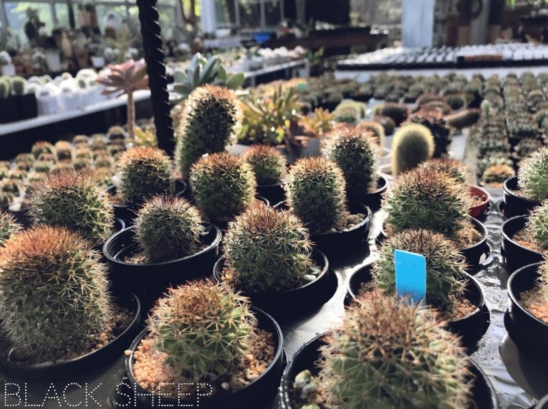 black sheep cafe, kummee studio, sol cottage, wiang kosai, กาดกองเก่า, คาเฟ่ แพร่, คาเฟ่จังหวัดแพร่, คาเฟ่จังหวัดแพร่ 2023, คาเฟ่จังหวัดแพร่ 2566, คำมีสตูดิโอ เซรามิค, คุ้มหลวงนครแพร่, คุ้มเจ้าหลวง, จุดชมวิว กม.3, ดงสักงาม, ถนน 1343, ถนนลอยฟ้า หมายเลข 1343, ถนนสายวัฒนธรรมเมืองแพร่, ถ้ำผานางคอย, ที่เที่ยวจังหวัดแพร่, ที่เที่ยวแพร่, ที่เที่ยวแพร่ 2023, ที่เที่ยวแพร่ 2024, ที่เที่ยวแพร่ 2566, ที่เที่ยวแพร่ 2567, ที่เที่ยวในแพร่, บ่อน้ำพุร้อนแม่จอก, บ้านนาคูหา, ผาอิงหมอก, พระธาตุอินทร์แขวน, พระธาตุอินแขวน, วนอุทยานแพะเมืองผี, วัดจอมสวรรค์, วัดดัง แพร่, วัดนาคูหา, วัดพระธาตุช่อแฮ่, วัดพระธาตุสุโทนมงคลคีรี, ศาลหลักเมืองแพร่, สถานที่เที่ยวจังหวัดแพร่, หินนางคอย, อ่างเก็บน้ำม่อนแม่ถาง, อุทยานแห่งชาติดอยผากลอง, อุทยานแห่งชาติเวียงโกศัย, อุทยานแห่งชาติแม่ยม, เที่ยวแพร่ 2024, เที่ยวแพร่ 2567, แก่งเสือเต้น, แกะดำ ทำสวน, แพร่, แพะเมืองผี, โซลคอทเทจ, ไร่ลุงลอน, ไร่ลุงลอน camping is life, top 20+ ที่เที่ยวแพร่ [กรกฎาคม 2024] เมืองรองต้องมนต์ เสน่ห์ที่เป็นได้มากกว่าทางผ่าน