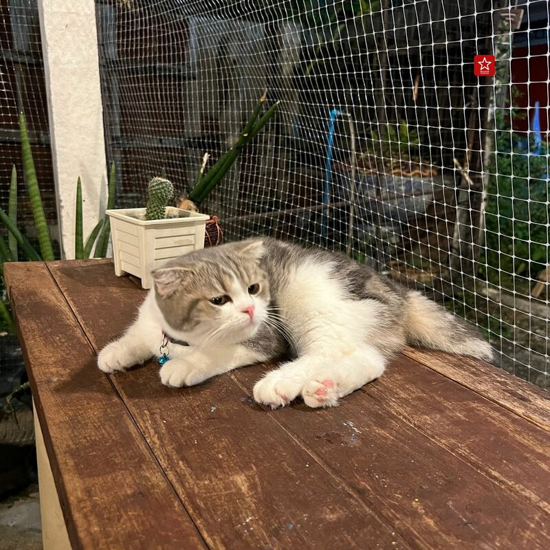 review chiang mai, คาเฟ่น้องแมว, คาเฟ่ลับ, คาเฟ่ลับเชียงใหม่, คาเฟ่เชียงใหม่, คาเฟ่แมว, คาเฟ่ในเมืองเชียงใหม่, มินิคาเฟ่, วิฬาร์คาเฟ่คนรักแมว เชียงใหม่