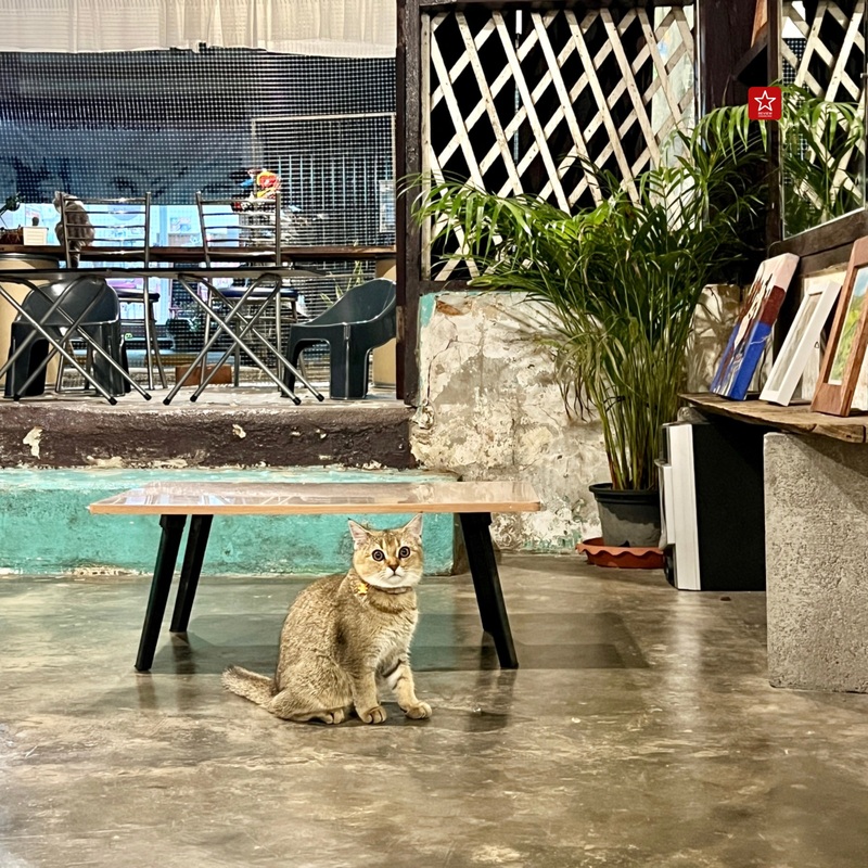 review chiang mai, คาเฟ่น้องแมว, คาเฟ่ลับ, คาเฟ่ลับเชียงใหม่, คาเฟ่เชียงใหม่, คาเฟ่แมว, คาเฟ่ในเมืองเชียงใหม่, มินิคาเฟ่, วิฬาร์คาเฟ่คนรักแมว เชียงใหม่