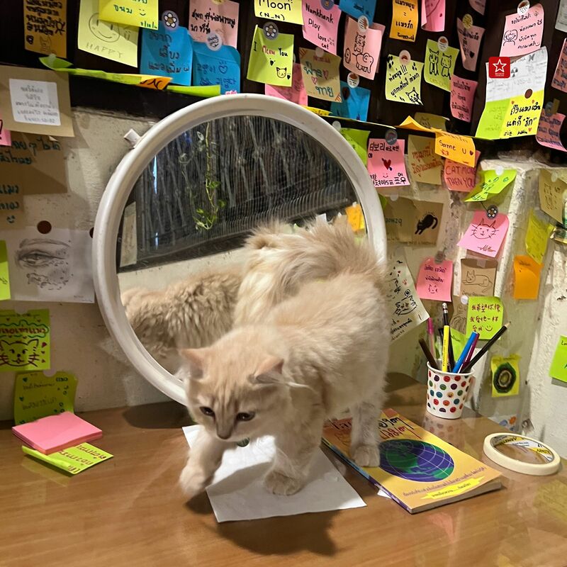 review chiang mai, คาเฟ่น้องแมว, คาเฟ่ลับ, คาเฟ่ลับเชียงใหม่, คาเฟ่เชียงใหม่, คาเฟ่แมว, คาเฟ่ในเมืองเชียงใหม่, มินิคาเฟ่, วิฬาร์คาเฟ่คนรักแมว เชียงใหม่