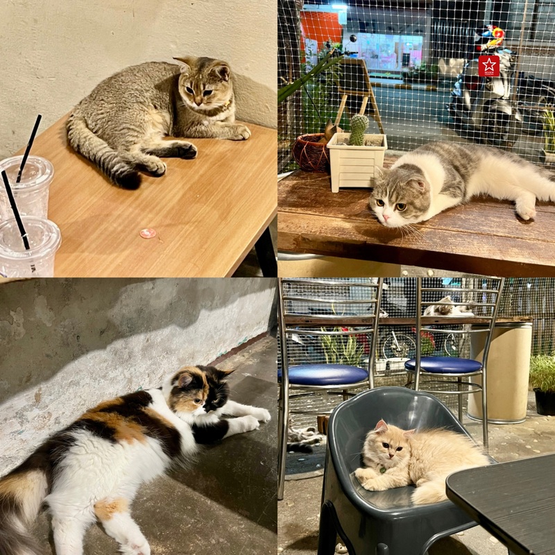 review chiang mai, คาเฟ่น้องแมว, คาเฟ่ลับ, คาเฟ่ลับเชียงใหม่, คาเฟ่เชียงใหม่, คาเฟ่แมว, คาเฟ่ในเมืองเชียงใหม่, มินิคาเฟ่, วิฬาร์คาเฟ่คนรักแมว เชียงใหม่