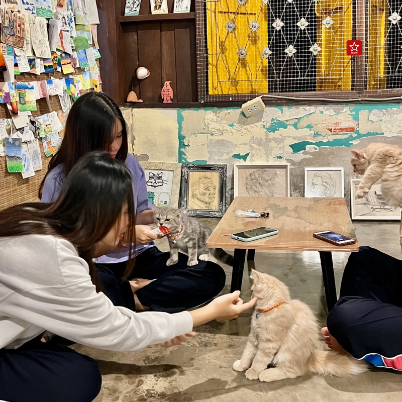 review chiang mai, คาเฟ่น้องแมว, คาเฟ่ลับ, คาเฟ่ลับเชียงใหม่, คาเฟ่เชียงใหม่, คาเฟ่แมว, คาเฟ่ในเมืองเชียงใหม่, มินิคาเฟ่, วิฬาร์คาเฟ่คนรักแมว เชียงใหม่