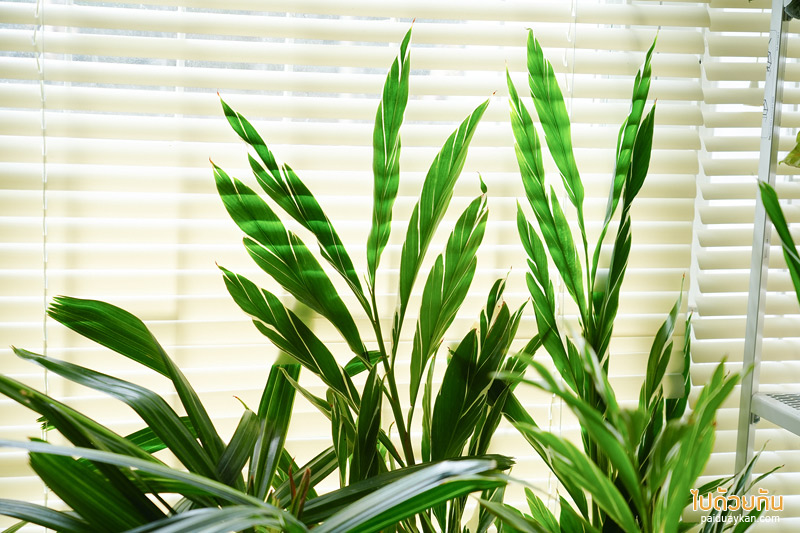 คาเฟ่ปราจีนบุรี, happy day cafe ปราจีนบุรี, happy day cafe ปราจีนบุรี คาเฟ่ในบ้านไม้สีขาวสไตล์โฮมมี่