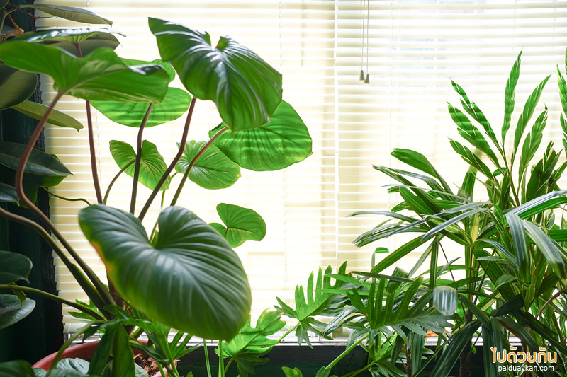 คาเฟ่ปราจีนบุรี, happy day cafe ปราจีนบุรี, happy day cafe ปราจีนบุรี คาเฟ่ในบ้านไม้สีขาวสไตล์โฮมมี่