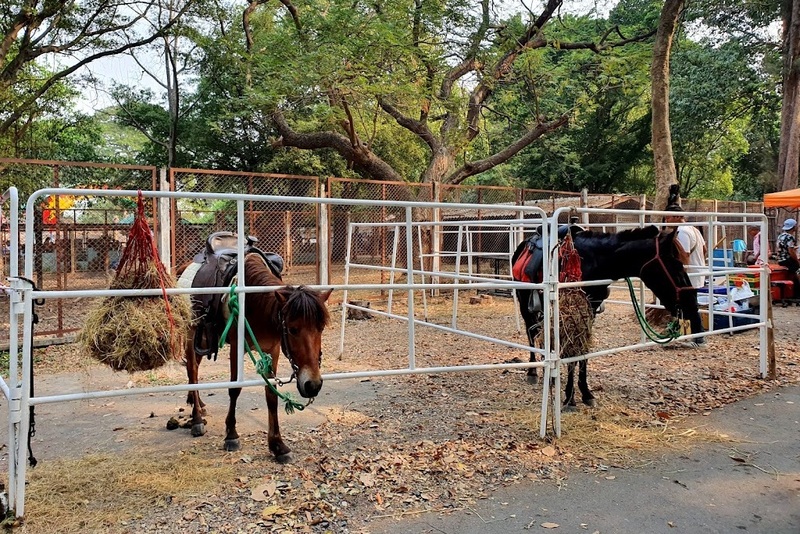 anacolly cafe’ & bistro, flower house cafe & bistro, lopburi zoo, the best ferns thailand, tong’au cafe & restaurant, กระเพรา & coffee, กางเต็นท์ ลพบุรี, คาเฟ่ลพบุรี, คุ้งท่าเลา, งานวัง ลพบุรี, งานวัง ลพบุรี 2567, งานแผ่นดินสมเด็จพระนารายณ์มหาราช, จุดชมวิวเขาพระยาเดินธง, ตลาดวิถีชุมชนคนโคกตูม, ตองอู คาเฟ่, ที่เที่ยวลพบุรี, ที่เที่ยวลพบุรี 2023, ที่เที่ยวลพบุรี 2024, ที่เที่ยวลพบุรี 2566, ที่เที่ยวลพบุรี 2567, ที่เที่ยวลพบุรี ธรรมชาติ, ที่เที่ยวลพบุรี ใกล้ฉัน, ที่เที่ยวใกล้ฉัน, ทุ่งทานตะวัน ลพบุรี, ทุ่งทานตะวันเขาจีนแล, ทุ่งทานตะวันแห่งแรกของไทย, น้ำตกวังก้านเหลือง, บ้านดินมดแดง, ปรางค์สามยอด, ปางแสดงธรรมจักรขนาดใหญ่ที่สุดในประเทศไทย, พระนารายณ์ราชนิเวศน์, พระปรางค์สามยอด, ภูซับเหล็ก, ภูซับเหล็ก ลพบุรี, รถไฟกลางน้ำ, ลพบุรี, ลพบุรี 2567, ละโว้, วัดคุ้งท่าเลา, วัดถ้ำเขาปรางค์, วัดพระศรีรัตนมหาธาตุ, วัดพระศรีรัตนมหาธาตุ ลพบุรี, วัดหนองนา, วัดหนุมานม่วง, วัดห้วยแก้ว, วัดเขาวงพระจันทร์, สวนดอกไม้ ลพบุรี, สวนสัตว์ ลพบุรี, สวนเฟิร์นไร่ทรัพย์ประยูร, สะพานกลางน้ำ ลพบุรี, สะพานผุดกลางน้ำ, สะพานผุดเขื่อนป่าสักชลสิทธิ์, อนาคอลลี่ คาเฟ่ แอนด์ บิสโทร, เขาพระยาเดินธง, เขาวงพระจันทร์, เขื่อนป่าสัก, เขื่อนป่าสักชลสิทธิ์, เจดีย์มหาเมตารัตนะรังษี, เจดีย์เก้ายอด ลพบุรี, เทศกาลนมัสการรอยพระพุทธบาท 2567, เที่ยวลพบุรี, เที่ยวลพบุรี 2567, top 20+ ที่เที่ยวลพบุรี [กรกฎาคม 2024] ชมศิลปะโบราณแสนงดงาม ทุ่งทานตะวันบานสะพรั่งสดใส