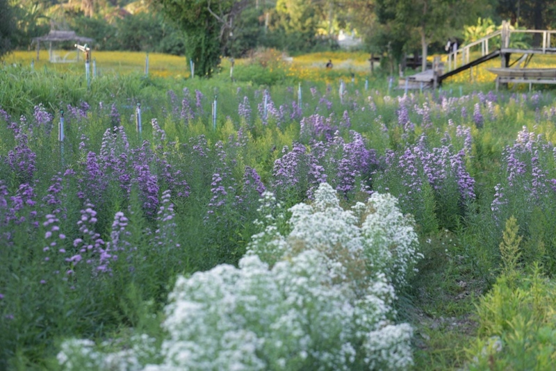 anacolly cafe’ & bistro, flower house cafe & bistro, lopburi zoo, the best ferns thailand, tong’au cafe & restaurant, กระเพรา & coffee, กางเต็นท์ ลพบุรี, คาเฟ่ลพบุรี, คุ้งท่าเลา, งานวัง ลพบุรี, งานวัง ลพบุรี 2567, งานแผ่นดินสมเด็จพระนารายณ์มหาราช, จุดชมวิวเขาพระยาเดินธง, ตลาดวิถีชุมชนคนโคกตูม, ตองอู คาเฟ่, ที่เที่ยวลพบุรี, ที่เที่ยวลพบุรี 2023, ที่เที่ยวลพบุรี 2024, ที่เที่ยวลพบุรี 2566, ที่เที่ยวลพบุรี 2567, ที่เที่ยวลพบุรี ธรรมชาติ, ที่เที่ยวลพบุรี ใกล้ฉัน, ที่เที่ยวใกล้ฉัน, ทุ่งทานตะวัน ลพบุรี, ทุ่งทานตะวันเขาจีนแล, ทุ่งทานตะวันแห่งแรกของไทย, น้ำตกวังก้านเหลือง, บ้านดินมดแดง, ปรางค์สามยอด, ปางแสดงธรรมจักรขนาดใหญ่ที่สุดในประเทศไทย, พระนารายณ์ราชนิเวศน์, พระปรางค์สามยอด, ภูซับเหล็ก, ภูซับเหล็ก ลพบุรี, รถไฟกลางน้ำ, ลพบุรี, ลพบุรี 2567, ละโว้, วัดคุ้งท่าเลา, วัดถ้ำเขาปรางค์, วัดพระศรีรัตนมหาธาตุ, วัดพระศรีรัตนมหาธาตุ ลพบุรี, วัดหนองนา, วัดหนุมานม่วง, วัดห้วยแก้ว, วัดเขาวงพระจันทร์, สวนดอกไม้ ลพบุรี, สวนสัตว์ ลพบุรี, สวนเฟิร์นไร่ทรัพย์ประยูร, สะพานกลางน้ำ ลพบุรี, สะพานผุดกลางน้ำ, สะพานผุดเขื่อนป่าสักชลสิทธิ์, อนาคอลลี่ คาเฟ่ แอนด์ บิสโทร, เขาพระยาเดินธง, เขาวงพระจันทร์, เขื่อนป่าสัก, เขื่อนป่าสักชลสิทธิ์, เจดีย์มหาเมตารัตนะรังษี, เจดีย์เก้ายอด ลพบุรี, เทศกาลนมัสการรอยพระพุทธบาท 2567, เที่ยวลพบุรี, เที่ยวลพบุรี 2567, top 20+ ที่เที่ยวลพบุรี [กรกฎาคม 2024] ชมศิลปะโบราณแสนงดงาม ทุ่งทานตะวันบานสะพรั่งสดใส