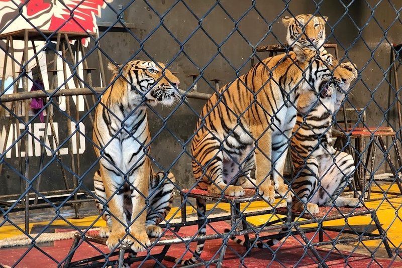 beachgoers, bueng bua nature education center, camping, cha-am-hua hin, crocodile show, drip rim lay, elastic walking, elephants show, flaming milk tea, fresh seafood, haad sam phraya, hin walking street, hua hin district, hua hin night market, hua hin safari & adventure park, huay mongkol temple, instagram spot, kaeng krachan national park, khao dang viewpoint, khao hin lek fai, khao hin lek fai view point, khao sam roi yot national park, khao takiab beach, khao tao reservoir, ladder walking, leisurely stroll, luxurious options, memory house, memory house cafe huahin, near bangkok, pa la-u waterfall, panoramic view, phraya nakron cave, popular seaside, prachuap khiri khan, pranburi dam, pranburi forest park, pranburi river, rajabhakti park, regent beach, rope climbing, sai noi beach, sam phraya beach, seen space hua hin, skoop beach cafe hua hin, suan son beach, suan son pradipat, suan son pradiphat, thao kosa forest park, three sugar palms, three sugar palms at paknam pran, tigers show, top seacret beach cafe, tree top adventure park huahin, vana nava water jungle, vana varin resort, wat khao takiab, zip lines, จุดชมวิว เขาหินเหล็กไฟ, ชายหาดหัวหิน, ซีนสเปซ หัวหิน, ตลาดชิเคด้า, ตลาดแทมมารีน, ตลาดโต้รุ่งหัวหิน, ถนนคนเดินหัวหิน, ที่เที่ยวหัวหิน, ที่เที่ยวหัวหิน 2024, ที่เที่ยวหัวหิน 2565, ที่เที่ยวหัวหิน 2567, วัดห้วยมงคล, วัดเขาตะเกียบ, สถานีรถไฟหัวหิน, สวนน้ำ วานา นาวา, สวนน้ำ วานา นาวา วอเตอร์ จังเกิ้ล, สวนสนประดิพัทธ์, หัวหิน, หัวหิน 2024, หัวหิน 2567, หาดสวนสน, หาดหัวหิน, หาดเขาตะเกียบ, อ่างเก็บน้ำเขาเต่า, อุทยานราชภักดิ์, เที่ยวหัวหิน, top 30+ ที่เที่ยวหัวหิน ยอดฮิต [กรกฎาคม 2024] พักผ่อนใกล้กรุง ผ่อนคลายไปกับธรรมชาติ