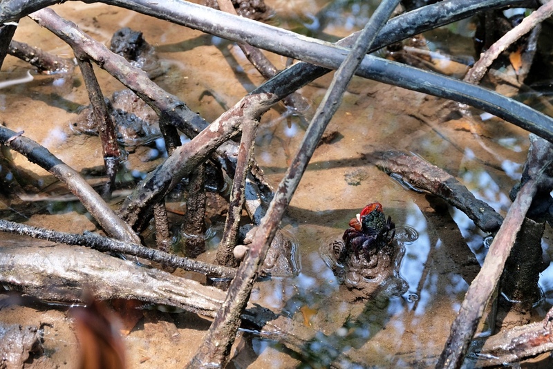 beachgoers, bueng bua nature education center, camping, cha-am-hua hin, crocodile show, drip rim lay, elastic walking, elephants show, flaming milk tea, fresh seafood, haad sam phraya, hin walking street, hua hin district, hua hin night market, hua hin safari & adventure park, huay mongkol temple, instagram spot, kaeng krachan national park, khao dang viewpoint, khao hin lek fai, khao hin lek fai view point, khao sam roi yot national park, khao takiab beach, khao tao reservoir, ladder walking, leisurely stroll, luxurious options, memory house, memory house cafe huahin, near bangkok, pa la-u waterfall, panoramic view, phraya nakron cave, popular seaside, prachuap khiri khan, pranburi dam, pranburi forest park, pranburi river, rajabhakti park, regent beach, rope climbing, sai noi beach, sam phraya beach, seen space hua hin, skoop beach cafe hua hin, suan son beach, suan son pradipat, suan son pradiphat, thao kosa forest park, three sugar palms, three sugar palms at paknam pran, tigers show, top seacret beach cafe, tree top adventure park huahin, vana nava water jungle, vana varin resort, wat khao takiab, zip lines, จุดชมวิว เขาหินเหล็กไฟ, ชายหาดหัวหิน, ซีนสเปซ หัวหิน, ตลาดชิเคด้า, ตลาดแทมมารีน, ตลาดโต้รุ่งหัวหิน, ถนนคนเดินหัวหิน, ที่เที่ยวหัวหิน, ที่เที่ยวหัวหิน 2024, ที่เที่ยวหัวหิน 2565, ที่เที่ยวหัวหิน 2567, วัดห้วยมงคล, วัดเขาตะเกียบ, สถานีรถไฟหัวหิน, สวนน้ำ วานา นาวา, สวนน้ำ วานา นาวา วอเตอร์ จังเกิ้ล, สวนสนประดิพัทธ์, หัวหิน, หัวหิน 2024, หัวหิน 2567, หาดสวนสน, หาดหัวหิน, หาดเขาตะเกียบ, อ่างเก็บน้ำเขาเต่า, อุทยานราชภักดิ์, เที่ยวหัวหิน, top 30+ ที่เที่ยวหัวหิน ยอดฮิต [กรกฎาคม 2024] พักผ่อนใกล้กรุง ผ่อนคลายไปกับธรรมชาติ