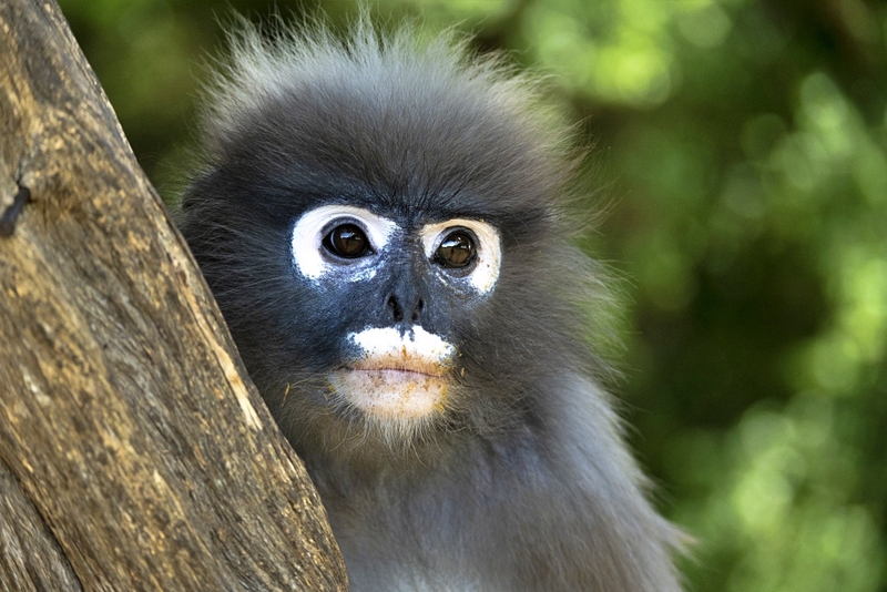 beachgoers, bueng bua nature education center, camping, cha-am-hua hin, crocodile show, drip rim lay, elastic walking, elephants show, flaming milk tea, fresh seafood, haad sam phraya, hin walking street, hua hin district, hua hin night market, hua hin safari & adventure park, huay mongkol temple, instagram spot, kaeng krachan national park, khao dang viewpoint, khao hin lek fai, khao hin lek fai view point, khao sam roi yot national park, khao takiab beach, khao tao reservoir, ladder walking, leisurely stroll, luxurious options, memory house, memory house cafe huahin, near bangkok, pa la-u waterfall, panoramic view, phraya nakron cave, popular seaside, prachuap khiri khan, pranburi dam, pranburi forest park, pranburi river, rajabhakti park, regent beach, rope climbing, sai noi beach, sam phraya beach, seen space hua hin, skoop beach cafe hua hin, suan son beach, suan son pradipat, suan son pradiphat, thao kosa forest park, three sugar palms, three sugar palms at paknam pran, tigers show, top seacret beach cafe, tree top adventure park huahin, vana nava water jungle, vana varin resort, wat khao takiab, zip lines, จุดชมวิว เขาหินเหล็กไฟ, ชายหาดหัวหิน, ซีนสเปซ หัวหิน, ตลาดชิเคด้า, ตลาดแทมมารีน, ตลาดโต้รุ่งหัวหิน, ถนนคนเดินหัวหิน, ที่เที่ยวหัวหิน, ที่เที่ยวหัวหิน 2024, ที่เที่ยวหัวหิน 2565, ที่เที่ยวหัวหิน 2567, วัดห้วยมงคล, วัดเขาตะเกียบ, สถานีรถไฟหัวหิน, สวนน้ำ วานา นาวา, สวนน้ำ วานา นาวา วอเตอร์ จังเกิ้ล, สวนสนประดิพัทธ์, หัวหิน, หัวหิน 2024, หัวหิน 2567, หาดสวนสน, หาดหัวหิน, หาดเขาตะเกียบ, อ่างเก็บน้ำเขาเต่า, อุทยานราชภักดิ์, เที่ยวหัวหิน, top 30+ ที่เที่ยวหัวหิน ยอดฮิต [กรกฎาคม 2024] พักผ่อนใกล้กรุง ผ่อนคลายไปกับธรรมชาติ