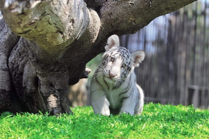 beachgoers, bueng bua nature education center, camping, cha-am-hua hin, crocodile show, drip rim lay, elastic walking, elephants show, flaming milk tea, fresh seafood, haad sam phraya, hin walking street, hua hin district, hua hin night market, hua hin safari & adventure park, huay mongkol temple, instagram spot, kaeng krachan national park, khao dang viewpoint, khao hin lek fai, khao hin lek fai view point, khao sam roi yot national park, khao takiab beach, khao tao reservoir, ladder walking, leisurely stroll, luxurious options, memory house, memory house cafe huahin, near bangkok, pa la-u waterfall, panoramic view, phraya nakron cave, popular seaside, prachuap khiri khan, pranburi dam, pranburi forest park, pranburi river, rajabhakti park, regent beach, rope climbing, sai noi beach, sam phraya beach, seen space hua hin, skoop beach cafe hua hin, suan son beach, suan son pradipat, suan son pradiphat, thao kosa forest park, three sugar palms, three sugar palms at paknam pran, tigers show, top seacret beach cafe, tree top adventure park huahin, vana nava water jungle, vana varin resort, wat khao takiab, zip lines, จุดชมวิว เขาหินเหล็กไฟ, ชายหาดหัวหิน, ซีนสเปซ หัวหิน, ตลาดชิเคด้า, ตลาดแทมมารีน, ตลาดโต้รุ่งหัวหิน, ถนนคนเดินหัวหิน, ที่เที่ยวหัวหิน, ที่เที่ยวหัวหิน 2024, ที่เที่ยวหัวหิน 2565, ที่เที่ยวหัวหิน 2567, วัดห้วยมงคล, วัดเขาตะเกียบ, สถานีรถไฟหัวหิน, สวนน้ำ วานา นาวา, สวนน้ำ วานา นาวา วอเตอร์ จังเกิ้ล, สวนสนประดิพัทธ์, หัวหิน, หัวหิน 2024, หัวหิน 2567, หาดสวนสน, หาดหัวหิน, หาดเขาตะเกียบ, อ่างเก็บน้ำเขาเต่า, อุทยานราชภักดิ์, เที่ยวหัวหิน, top 30+ ที่เที่ยวหัวหิน ยอดฮิต [กรกฎาคม 2024] พักผ่อนใกล้กรุง ผ่อนคลายไปกับธรรมชาติ