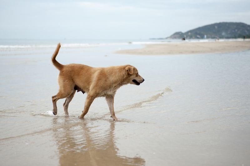 beachgoers, bueng bua nature education center, camping, cha-am-hua hin, crocodile show, drip rim lay, elastic walking, elephants show, flaming milk tea, fresh seafood, haad sam phraya, hin walking street, hua hin district, hua hin night market, hua hin safari & adventure park, huay mongkol temple, instagram spot, kaeng krachan national park, khao dang viewpoint, khao hin lek fai, khao hin lek fai view point, khao sam roi yot national park, khao takiab beach, khao tao reservoir, ladder walking, leisurely stroll, luxurious options, memory house, memory house cafe huahin, near bangkok, pa la-u waterfall, panoramic view, phraya nakron cave, popular seaside, prachuap khiri khan, pranburi dam, pranburi forest park, pranburi river, rajabhakti park, regent beach, rope climbing, sai noi beach, sam phraya beach, seen space hua hin, skoop beach cafe hua hin, suan son beach, suan son pradipat, suan son pradiphat, thao kosa forest park, three sugar palms, three sugar palms at paknam pran, tigers show, top seacret beach cafe, tree top adventure park huahin, vana nava water jungle, vana varin resort, wat khao takiab, zip lines, จุดชมวิว เขาหินเหล็กไฟ, ชายหาดหัวหิน, ซีนสเปซ หัวหิน, ตลาดชิเคด้า, ตลาดแทมมารีน, ตลาดโต้รุ่งหัวหิน, ถนนคนเดินหัวหิน, ที่เที่ยวหัวหิน, ที่เที่ยวหัวหิน 2024, ที่เที่ยวหัวหิน 2565, ที่เที่ยวหัวหิน 2567, วัดห้วยมงคล, วัดเขาตะเกียบ, สถานีรถไฟหัวหิน, สวนน้ำ วานา นาวา, สวนน้ำ วานา นาวา วอเตอร์ จังเกิ้ล, สวนสนประดิพัทธ์, หัวหิน, หัวหิน 2024, หัวหิน 2567, หาดสวนสน, หาดหัวหิน, หาดเขาตะเกียบ, อ่างเก็บน้ำเขาเต่า, อุทยานราชภักดิ์, เที่ยวหัวหิน, top 30+ ที่เที่ยวหัวหิน ยอดฮิต [กรกฎาคม 2024] พักผ่อนใกล้กรุง ผ่อนคลายไปกับธรรมชาติ