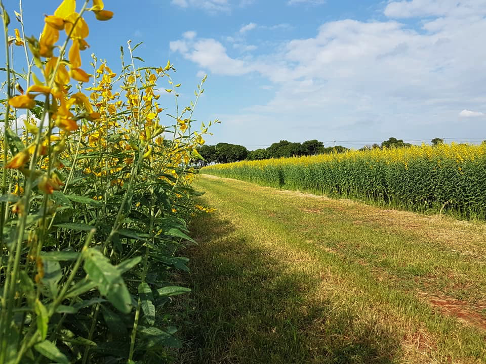 mulberry khaoyai, the birder’s lodge café & grill, yellow submarine coffee tank, ข้าวโพดหวาน ไร่สุวรรณ, ที่เที่ยวเขาใหญ่, ที่เที่ยวเขาใหญ่ 2022, ที่เที่ยวเขาใหญ่ 2023, ที่เที่ยวเขาใหญ่ 2024, ที่เที่ยวเขาใหญ่ 2565, ที่เที่ยวเขาใหญ่ 2566, ที่เที่ยวเขาใหญ่ 2567, ที่เที่ยวเขาใหญ่ ปากช่อง, น้ำตกเหวสุวัต, บ่อน้ำผุด เขาใหญ่, บ้านนอกคอกนา, ปาลิโอ เขาใหญ่, ฟาร์มโชคชัย, สระน้ำผุด ปากช่อง, สระน้ำผุด เขาใหญ่, อุทยานแห่งชาติเขาใหญ่, เขาใหญ่, เขาใหญ่ ที่เที่ยว, เที่ยวเขาใหญ่ 2024, เที่ยวเขาใหญ่ 2567, แรนโช ชาญวีร์ เขาใหญ่, ไร่มัลเบอร์รี่ เขาใหญ่, ไร่สุวรรณ, top 25+ ที่เที่ยวเขาใหญ่ [กรกฎาคม 2024] ถ่ายรูปสวย สไตล์ธรรมชาติ เที่ยวได้ทั้งครอบครัว
