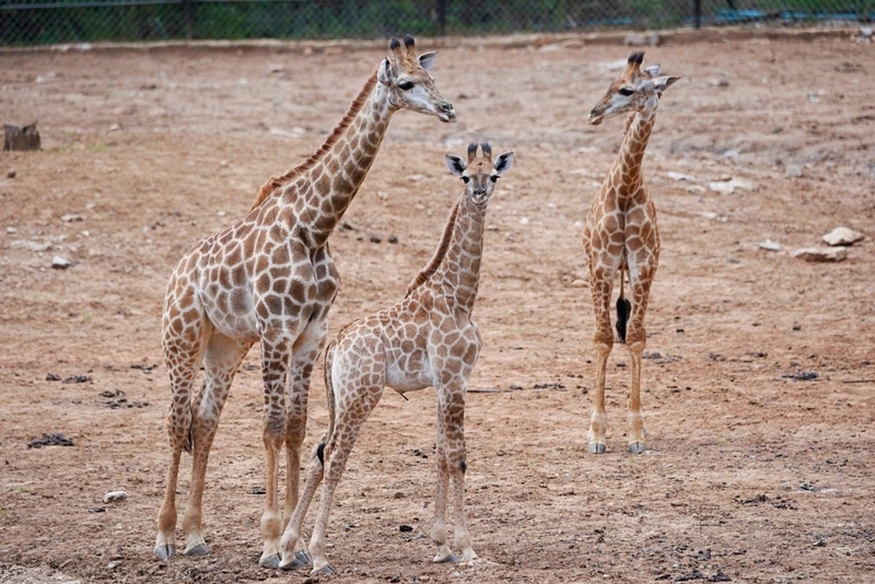 mulberry khaoyai, the birder’s lodge café & grill, yellow submarine coffee tank, ข้าวโพดหวาน ไร่สุวรรณ, ที่เที่ยวเขาใหญ่, ที่เที่ยวเขาใหญ่ 2022, ที่เที่ยวเขาใหญ่ 2023, ที่เที่ยวเขาใหญ่ 2024, ที่เที่ยวเขาใหญ่ 2565, ที่เที่ยวเขาใหญ่ 2566, ที่เที่ยวเขาใหญ่ 2567, ที่เที่ยวเขาใหญ่ ปากช่อง, น้ำตกเหวสุวัต, บ่อน้ำผุด เขาใหญ่, บ้านนอกคอกนา, ปาลิโอ เขาใหญ่, ฟาร์มโชคชัย, สระน้ำผุด ปากช่อง, สระน้ำผุด เขาใหญ่, อุทยานแห่งชาติเขาใหญ่, เขาใหญ่, เขาใหญ่ ที่เที่ยว, เที่ยวเขาใหญ่ 2024, เที่ยวเขาใหญ่ 2567, แรนโช ชาญวีร์ เขาใหญ่, ไร่มัลเบอร์รี่ เขาใหญ่, ไร่สุวรรณ, top 25+ ที่เที่ยวเขาใหญ่ [กรกฎาคม 2024] ถ่ายรูปสวย สไตล์ธรรมชาติ เที่ยวได้ทั้งครอบครัว