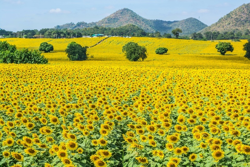 mulberry khaoyai, the birder’s lodge café & grill, yellow submarine coffee tank, ข้าวโพดหวาน ไร่สุวรรณ, ที่เที่ยวเขาใหญ่, ที่เที่ยวเขาใหญ่ 2022, ที่เที่ยวเขาใหญ่ 2023, ที่เที่ยวเขาใหญ่ 2024, ที่เที่ยวเขาใหญ่ 2565, ที่เที่ยวเขาใหญ่ 2566, ที่เที่ยวเขาใหญ่ 2567, ที่เที่ยวเขาใหญ่ ปากช่อง, น้ำตกเหวสุวัต, บ่อน้ำผุด เขาใหญ่, บ้านนอกคอกนา, ปาลิโอ เขาใหญ่, ฟาร์มโชคชัย, สระน้ำผุด ปากช่อง, สระน้ำผุด เขาใหญ่, อุทยานแห่งชาติเขาใหญ่, เขาใหญ่, เขาใหญ่ ที่เที่ยว, เที่ยวเขาใหญ่ 2024, เที่ยวเขาใหญ่ 2567, แรนโช ชาญวีร์ เขาใหญ่, ไร่มัลเบอร์รี่ เขาใหญ่, ไร่สุวรรณ, top 25+ ที่เที่ยวเขาใหญ่ [กรกฎาคม 2024] ถ่ายรูปสวย สไตล์ธรรมชาติ เที่ยวได้ทั้งครอบครัว