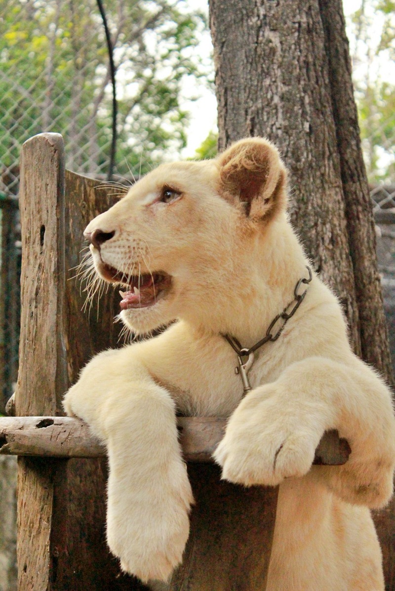 mulberry khaoyai, the birder’s lodge café & grill, yellow submarine coffee tank, ข้าวโพดหวาน ไร่สุวรรณ, ที่เที่ยวเขาใหญ่, ที่เที่ยวเขาใหญ่ 2022, ที่เที่ยวเขาใหญ่ 2023, ที่เที่ยวเขาใหญ่ 2024, ที่เที่ยวเขาใหญ่ 2565, ที่เที่ยวเขาใหญ่ 2566, ที่เที่ยวเขาใหญ่ 2567, ที่เที่ยวเขาใหญ่ ปากช่อง, น้ำตกเหวสุวัต, บ่อน้ำผุด เขาใหญ่, บ้านนอกคอกนา, ปาลิโอ เขาใหญ่, ฟาร์มโชคชัย, สระน้ำผุด ปากช่อง, สระน้ำผุด เขาใหญ่, อุทยานแห่งชาติเขาใหญ่, เขาใหญ่, เขาใหญ่ ที่เที่ยว, เที่ยวเขาใหญ่ 2024, เที่ยวเขาใหญ่ 2567, แรนโช ชาญวีร์ เขาใหญ่, ไร่มัลเบอร์รี่ เขาใหญ่, ไร่สุวรรณ, top 25+ ที่เที่ยวเขาใหญ่ [กรกฎาคม 2024] ถ่ายรูปสวย สไตล์ธรรมชาติ เที่ยวได้ทั้งครอบครัว