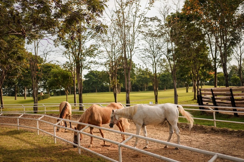 mulberry khaoyai, the birder’s lodge café & grill, yellow submarine coffee tank, ข้าวโพดหวาน ไร่สุวรรณ, ที่เที่ยวเขาใหญ่, ที่เที่ยวเขาใหญ่ 2022, ที่เที่ยวเขาใหญ่ 2023, ที่เที่ยวเขาใหญ่ 2024, ที่เที่ยวเขาใหญ่ 2565, ที่เที่ยวเขาใหญ่ 2566, ที่เที่ยวเขาใหญ่ 2567, ที่เที่ยวเขาใหญ่ ปากช่อง, น้ำตกเหวสุวัต, บ่อน้ำผุด เขาใหญ่, บ้านนอกคอกนา, ปาลิโอ เขาใหญ่, ฟาร์มโชคชัย, สระน้ำผุด ปากช่อง, สระน้ำผุด เขาใหญ่, อุทยานแห่งชาติเขาใหญ่, เขาใหญ่, เขาใหญ่ ที่เที่ยว, เที่ยวเขาใหญ่ 2024, เที่ยวเขาใหญ่ 2567, แรนโช ชาญวีร์ เขาใหญ่, ไร่มัลเบอร์รี่ เขาใหญ่, ไร่สุวรรณ, top 25+ ที่เที่ยวเขาใหญ่ [กรกฎาคม 2024] ถ่ายรูปสวย สไตล์ธรรมชาติ เที่ยวได้ทั้งครอบครัว