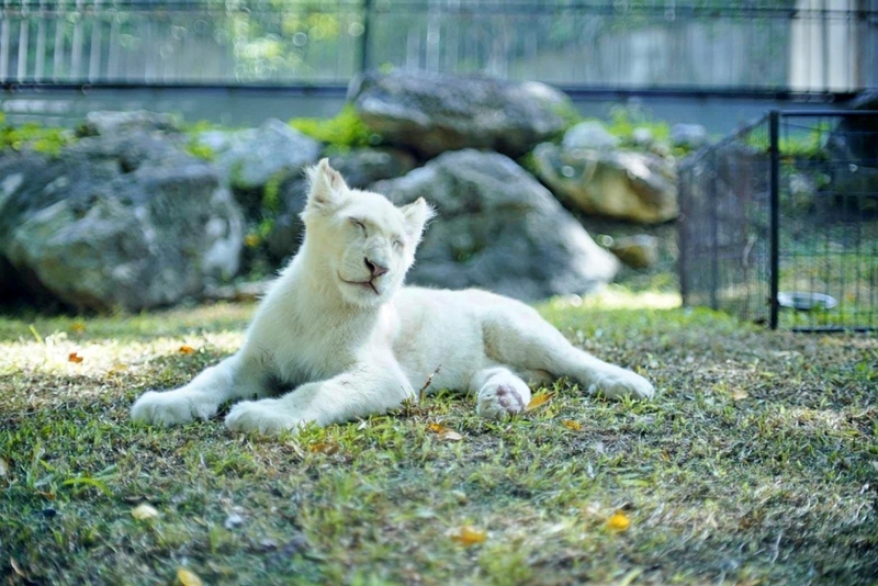 mulberry khaoyai, the birder’s lodge café & grill, yellow submarine coffee tank, ข้าวโพดหวาน ไร่สุวรรณ, ที่เที่ยวเขาใหญ่, ที่เที่ยวเขาใหญ่ 2022, ที่เที่ยวเขาใหญ่ 2023, ที่เที่ยวเขาใหญ่ 2024, ที่เที่ยวเขาใหญ่ 2565, ที่เที่ยวเขาใหญ่ 2566, ที่เที่ยวเขาใหญ่ 2567, ที่เที่ยวเขาใหญ่ ปากช่อง, น้ำตกเหวสุวัต, บ่อน้ำผุด เขาใหญ่, บ้านนอกคอกนา, ปาลิโอ เขาใหญ่, ฟาร์มโชคชัย, สระน้ำผุด ปากช่อง, สระน้ำผุด เขาใหญ่, อุทยานแห่งชาติเขาใหญ่, เขาใหญ่, เขาใหญ่ ที่เที่ยว, เที่ยวเขาใหญ่ 2024, เที่ยวเขาใหญ่ 2567, แรนโช ชาญวีร์ เขาใหญ่, ไร่มัลเบอร์รี่ เขาใหญ่, ไร่สุวรรณ, top 25+ ที่เที่ยวเขาใหญ่ [กรกฎาคม 2024] ถ่ายรูปสวย สไตล์ธรรมชาติ เที่ยวได้ทั้งครอบครัว