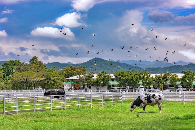 mulberry khaoyai, the birder’s lodge café & grill, yellow submarine coffee tank, ข้าวโพดหวาน ไร่สุวรรณ, ที่เที่ยวเขาใหญ่, ที่เที่ยวเขาใหญ่ 2022, ที่เที่ยวเขาใหญ่ 2023, ที่เที่ยวเขาใหญ่ 2024, ที่เที่ยวเขาใหญ่ 2565, ที่เที่ยวเขาใหญ่ 2566, ที่เที่ยวเขาใหญ่ 2567, ที่เที่ยวเขาใหญ่ ปากช่อง, น้ำตกเหวสุวัต, บ่อน้ำผุด เขาใหญ่, บ้านนอกคอกนา, ปาลิโอ เขาใหญ่, ฟาร์มโชคชัย, สระน้ำผุด ปากช่อง, สระน้ำผุด เขาใหญ่, อุทยานแห่งชาติเขาใหญ่, เขาใหญ่, เขาใหญ่ ที่เที่ยว, เที่ยวเขาใหญ่ 2024, เที่ยวเขาใหญ่ 2567, แรนโช ชาญวีร์ เขาใหญ่, ไร่มัลเบอร์รี่ เขาใหญ่, ไร่สุวรรณ, top 25+ ที่เที่ยวเขาใหญ่ [กรกฎาคม 2024] ถ่ายรูปสวย สไตล์ธรรมชาติ เที่ยวได้ทั้งครอบครัว